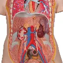 B17_05_1200_1200_Classic-Unisex-Human-Torso-Model-with-Open-Back-21-part.webp