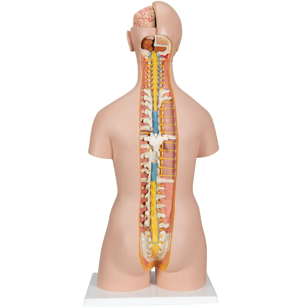 B17_02_1200_1200_Classic-Unisex-Human-Torso-Model-with-Open-Back-21-part.webp