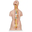 B17_02_1200_1200_Classic-Unisex-Human-Torso-Model-with-Open-Back-21-part.webp