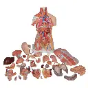 B40_03_1200_1200_Deluxe-Dual-Sex-Human-Muscle-Torso-Model-31-part.webp