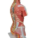 B40_04_1200_1200_Deluxe-Dual-Sex-Human-Muscle-Torso-Model-31-part.webp