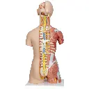B40_02_1200_1200_Deluxe-Dual-Sex-Human-Muscle-Torso-Model-31-part.webp