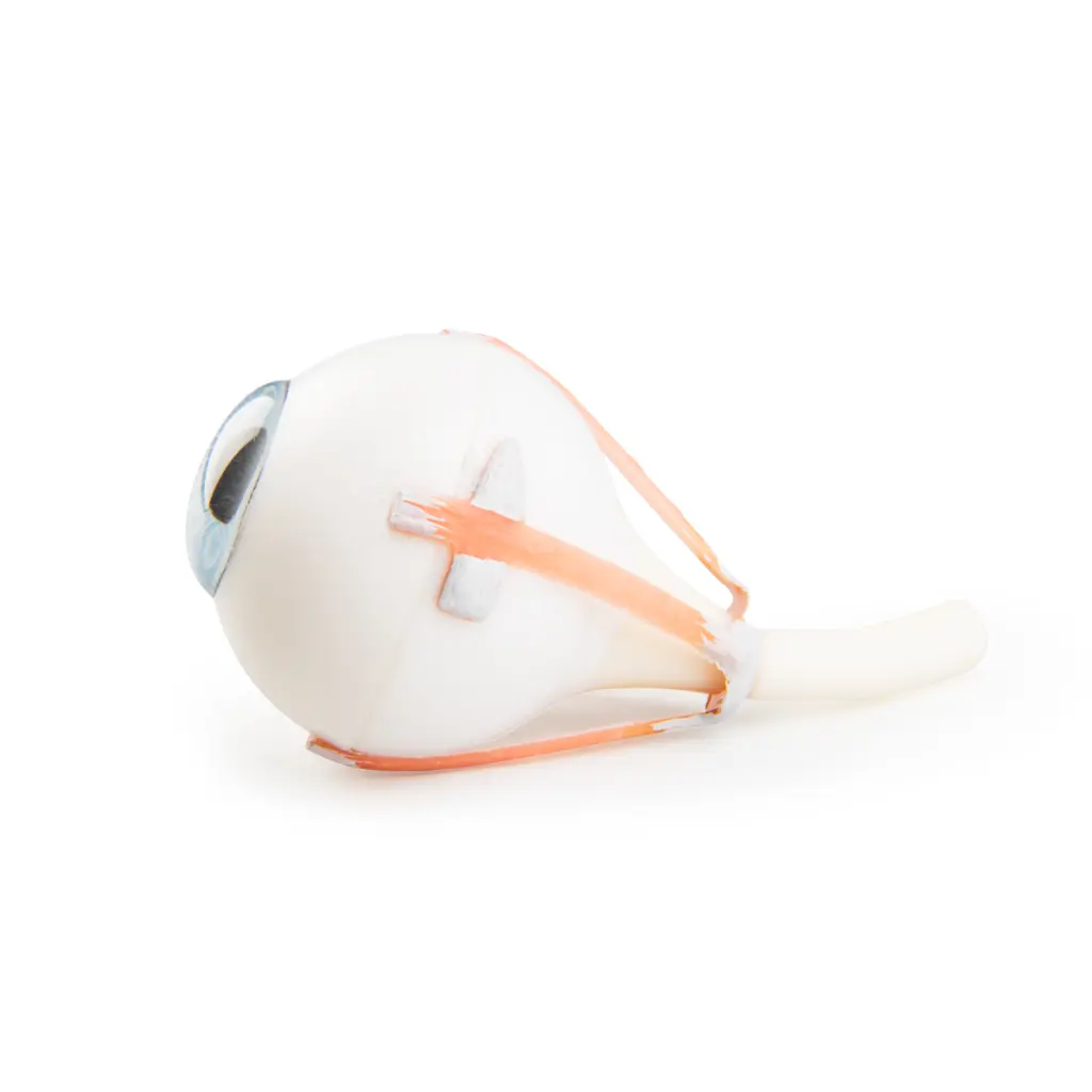 XYZ3_03_1200_1200_Torso-Eye-for-VA01-1001235-und-VA16-1001236.webp