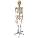 Levensgroot anatomisch skelet 180cm 5 wielen