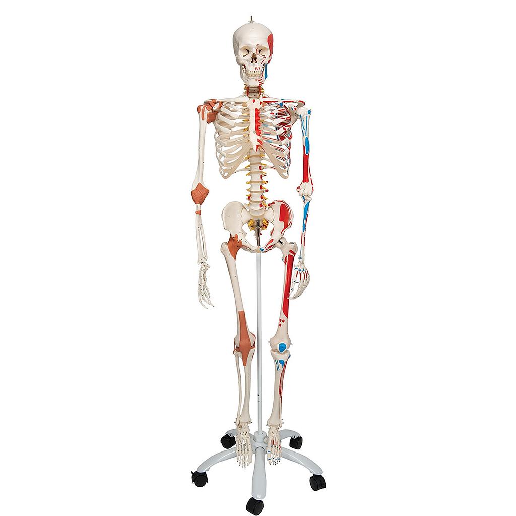 Squelette anatomique Sam avec muscles et ligaments 3B