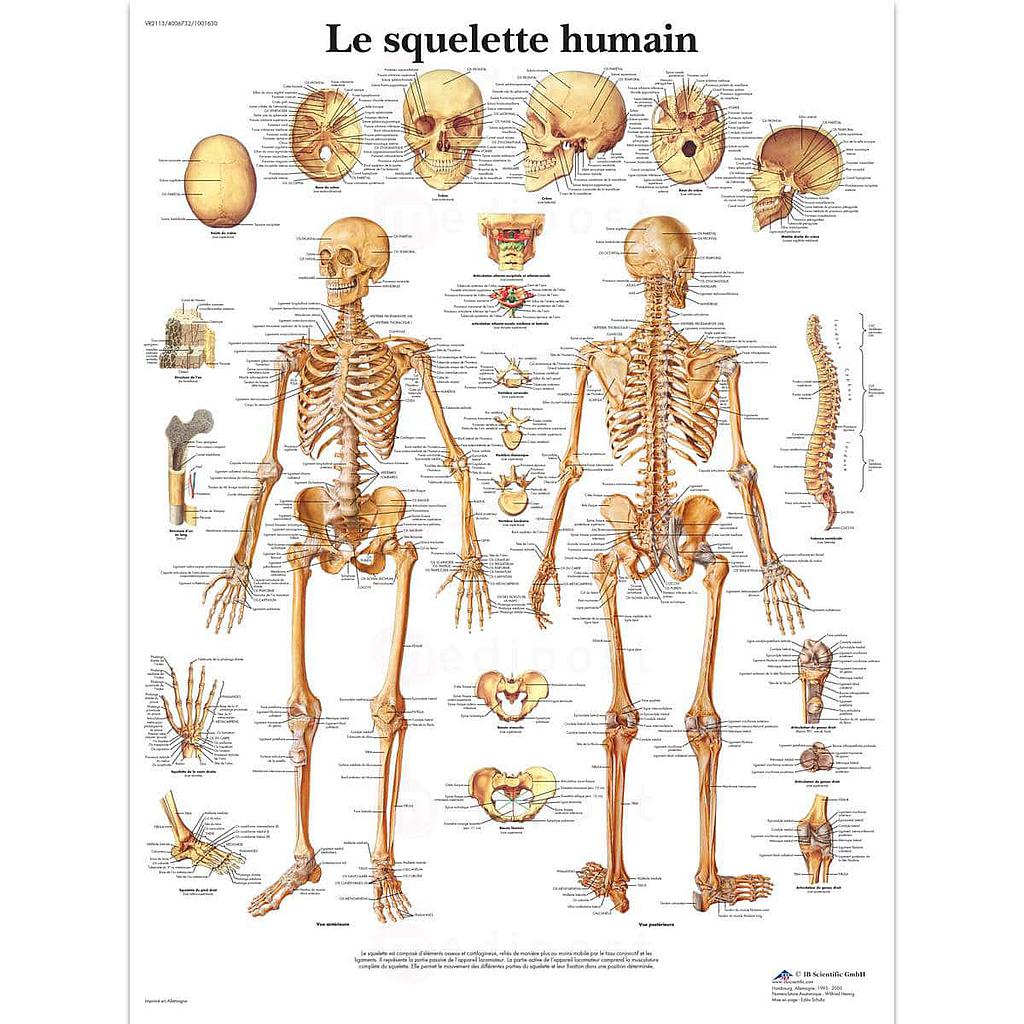 Planche "Le Squelette Humain"