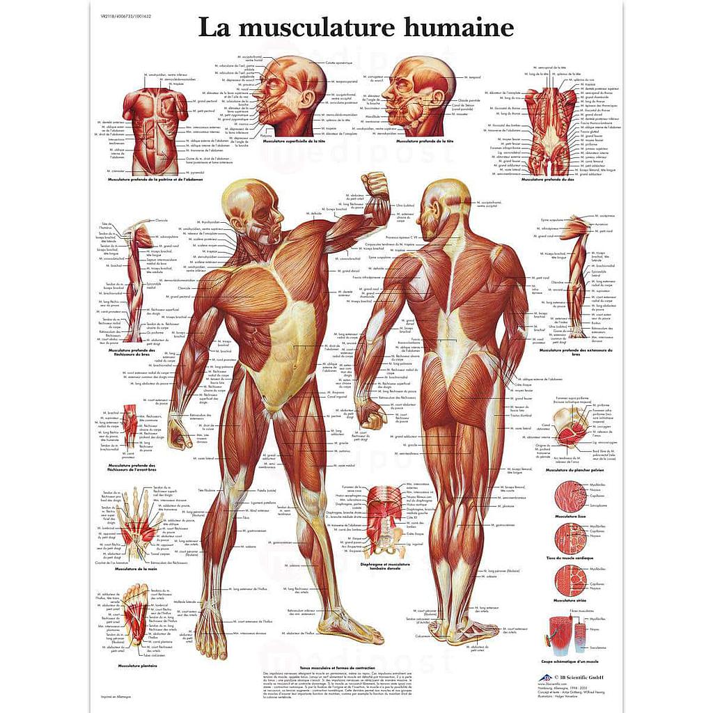 Menselijke musculatuur" plaat