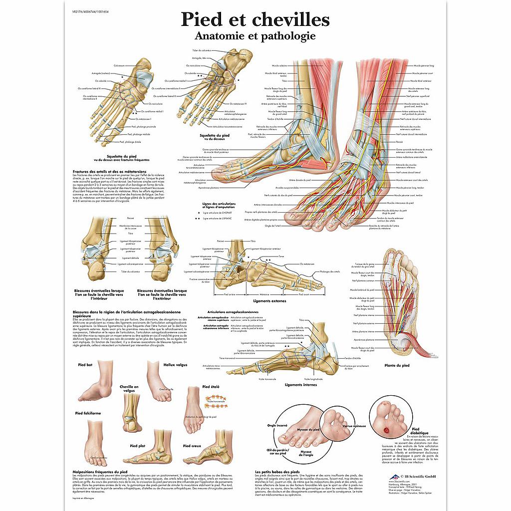 Planche "Pied et cheville" plastifiée