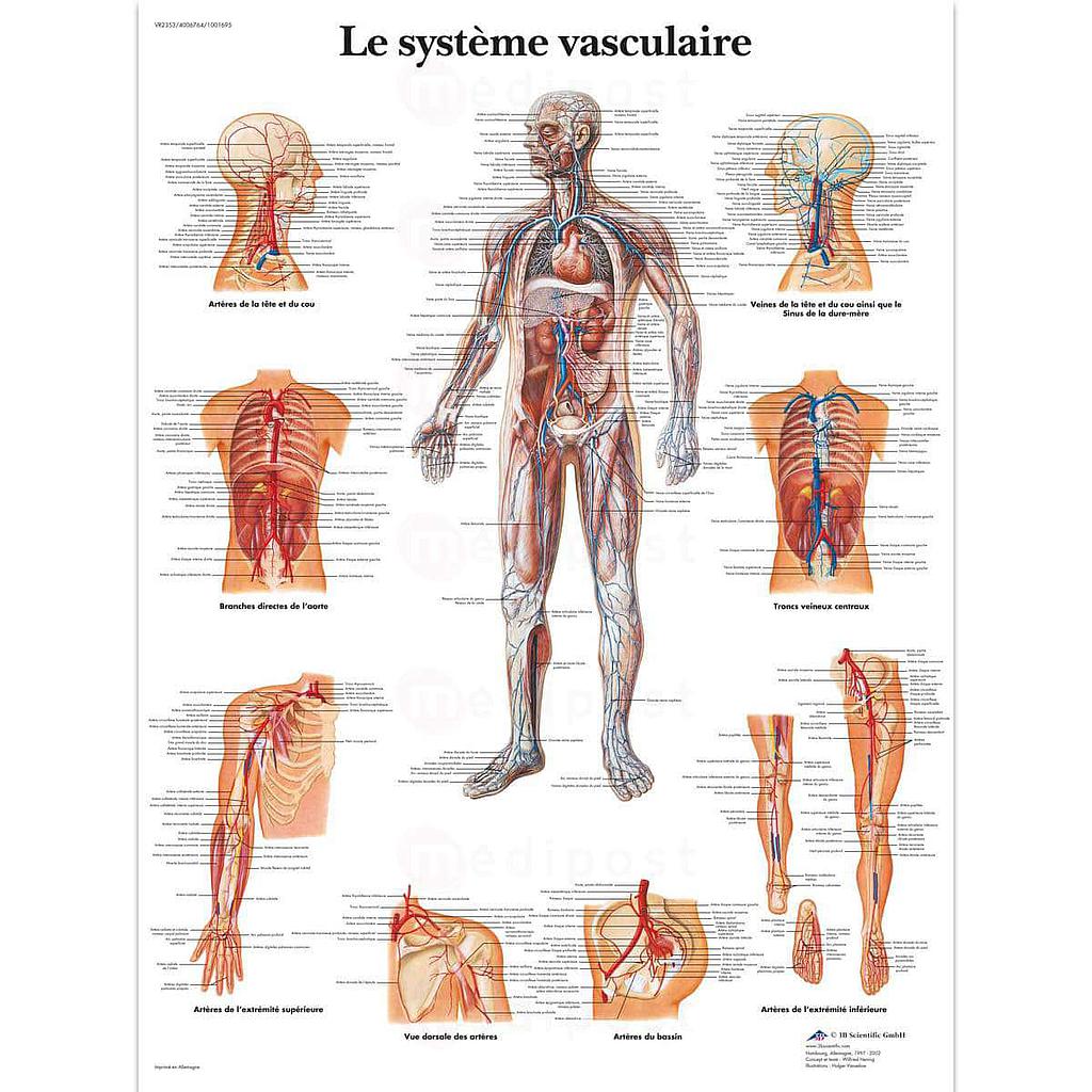 Planche "Système vasculaire"