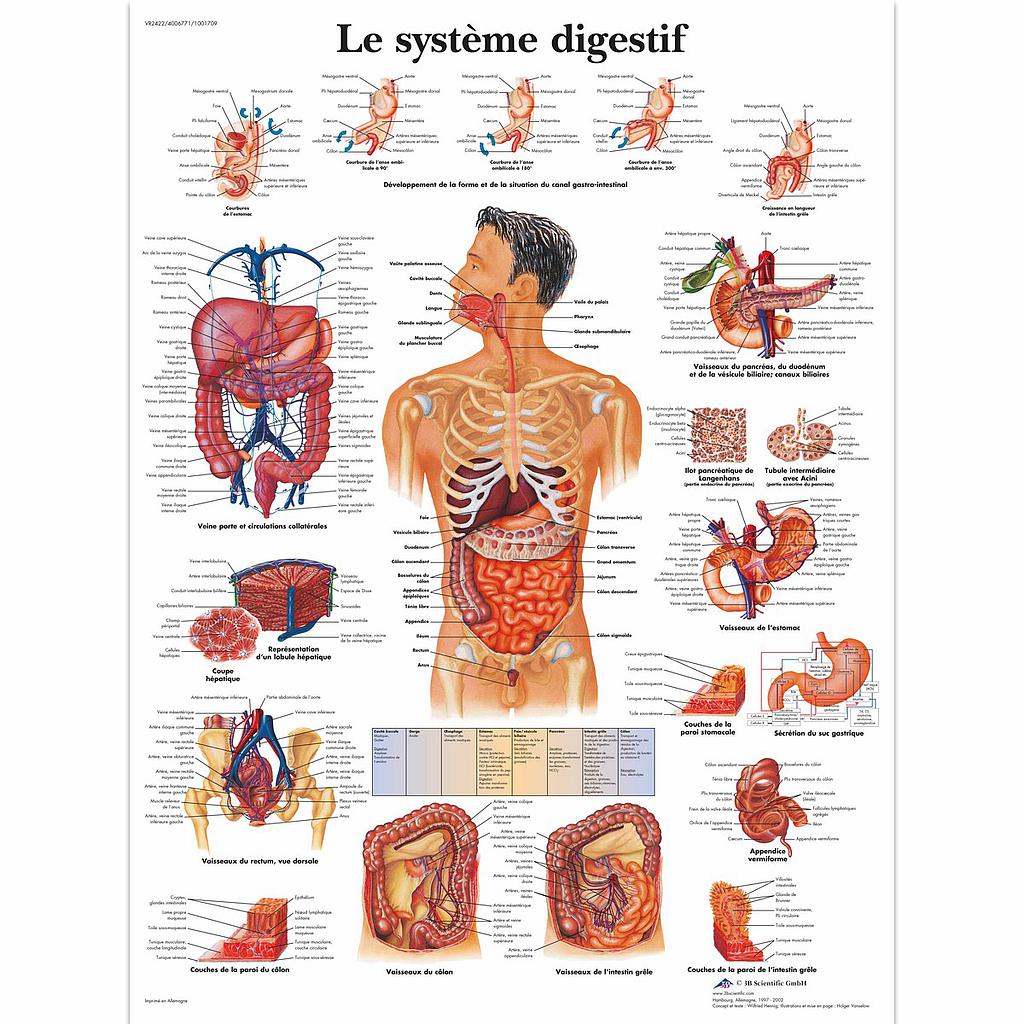 Planche Le système digestif plastifiée