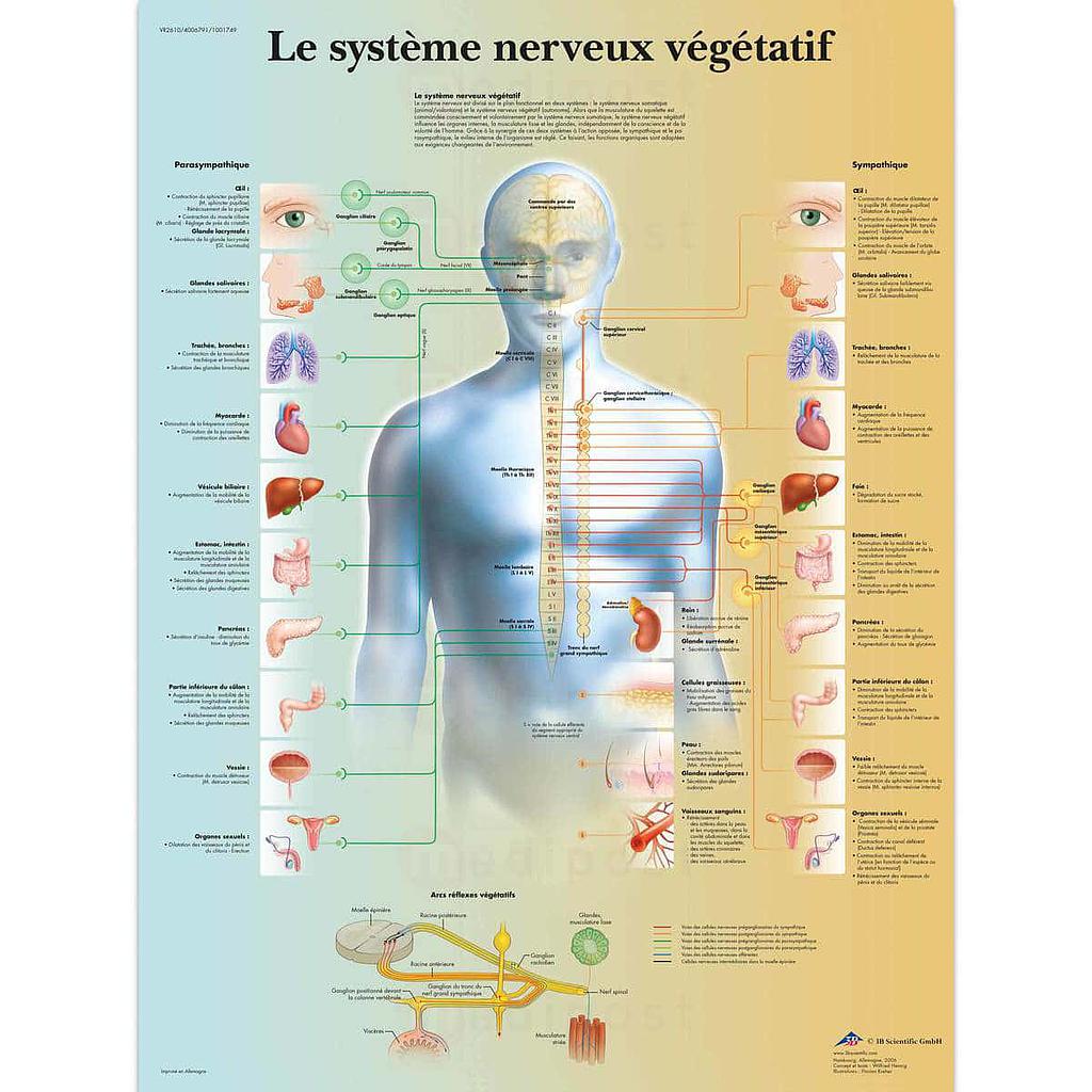 Planche "Le système nerveux" 50x67cm plastifiée