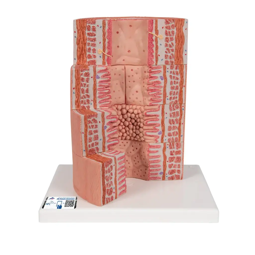 Appareil digestif 3B MICROanatomy - agrandi 20 fois