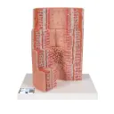 Appareil digestif 3B MICROanatomy - agrandi 20 fois