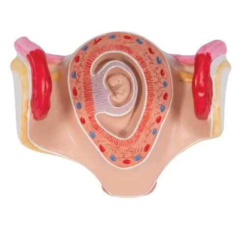 Modèle d'embryon à 1 mois 3B Scientific®