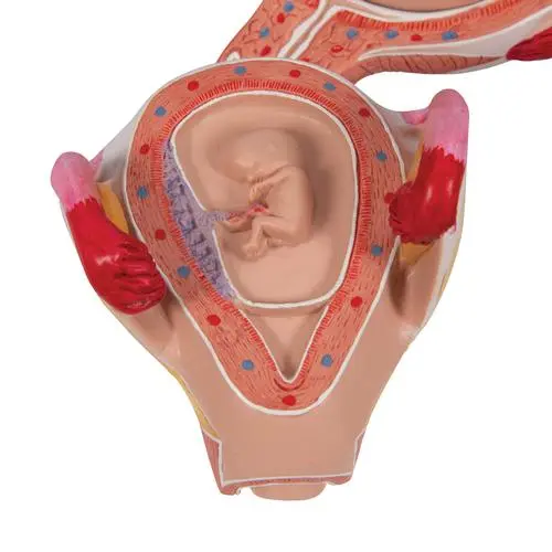 Modèle d'embryon à 2 mois 3B Scientific®