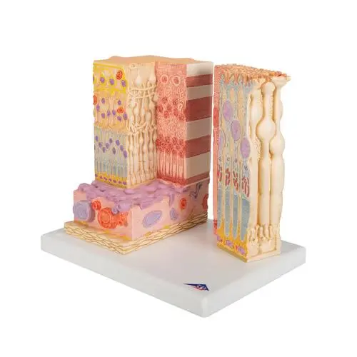 Modèle anatomique de l'œil humain 3B MICROanatomy™