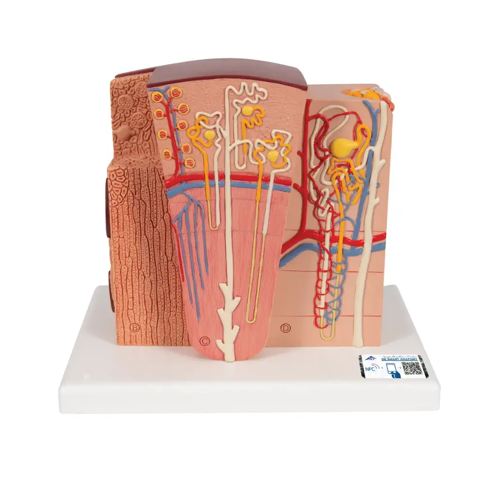 Modèle anatomique du rein 3B MICROanatomy™