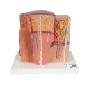 Modèle anatomique du rein 3B MICROanatomy™