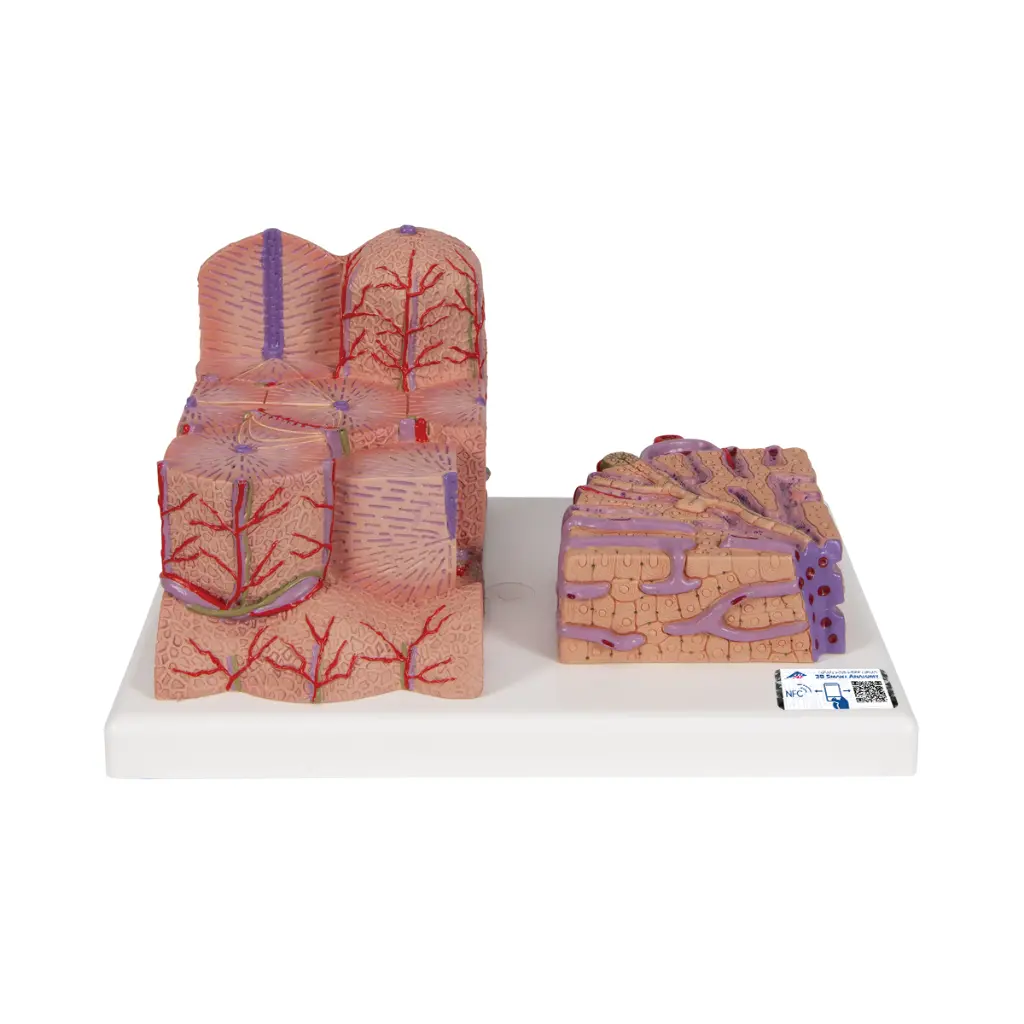 Modèle anatomique du foie 3B MICROanatomy™.