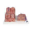 Modèle anatomique du foie 3B MICROanatomy™.