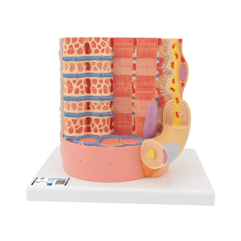 Modèle anatomique de la fibre musculaire 3B MICROanatomy™.