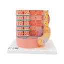 Modèle anatomique de la fibre musculaire 3B MICROanatomy™.