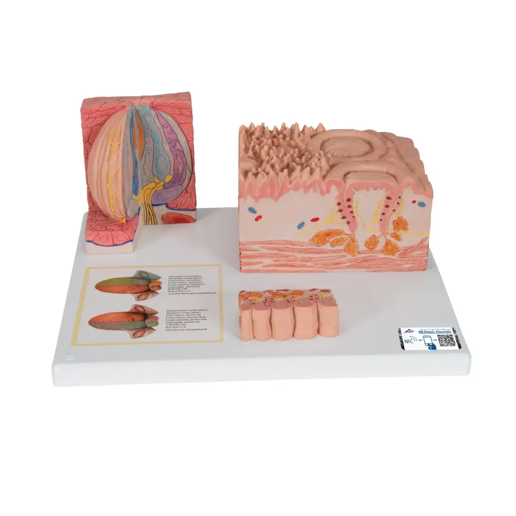 Modèle anatomique de la langue 3B MICROanatomy™.