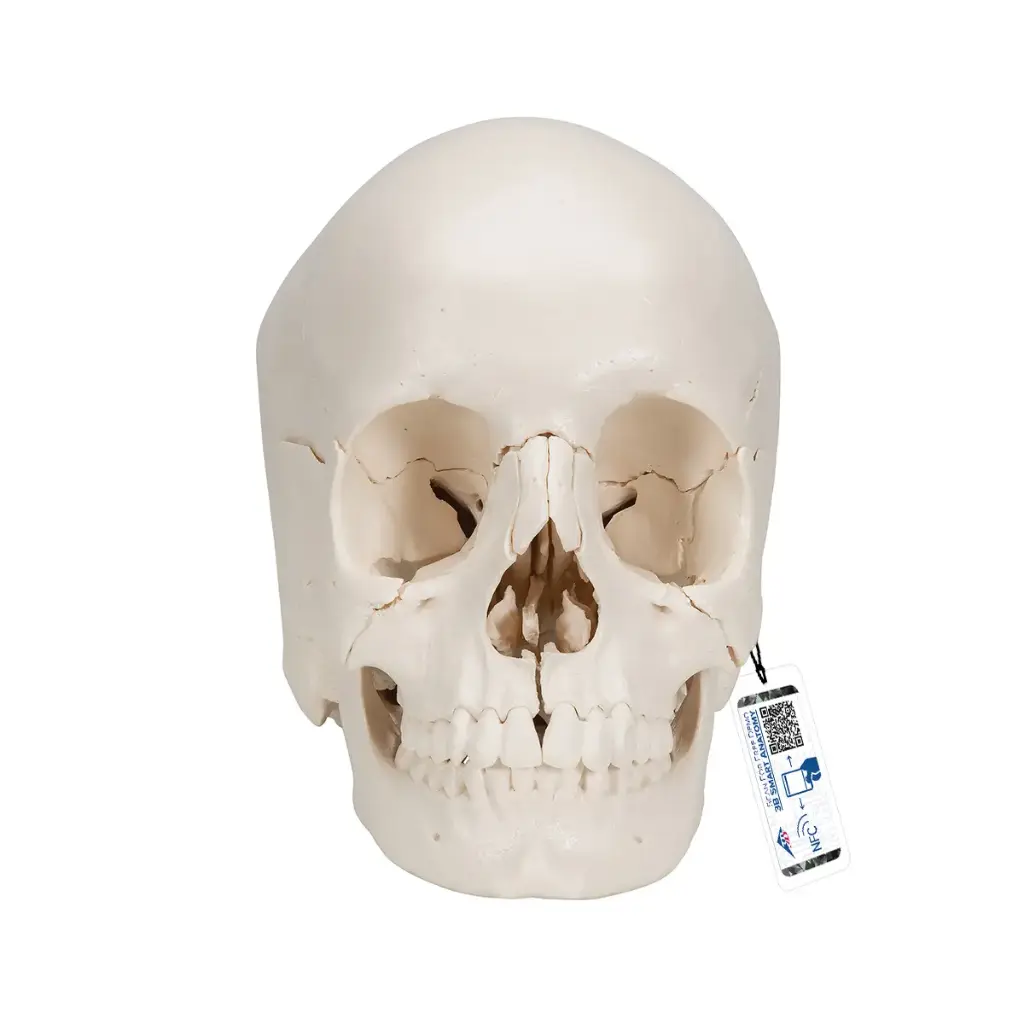 3B® Crâne humain articulé