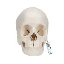 3B® Crâne humain articulé