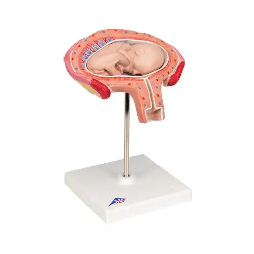 Fœtus, à 4 mois, décubitus ventral 3B Scientific®
