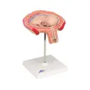 Fœtus, à 4 mois, décubitus ventral 3B Scientific®