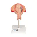 Fœtus à 5 mois 3B Scientific®
