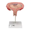 Fœtus à 5 mois décubitus dorsal 3B Scientific®