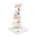 6 Vertèbres 3B Scientific® 