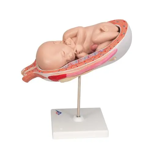 Fœtus à 7 mois 3B Scientific®
