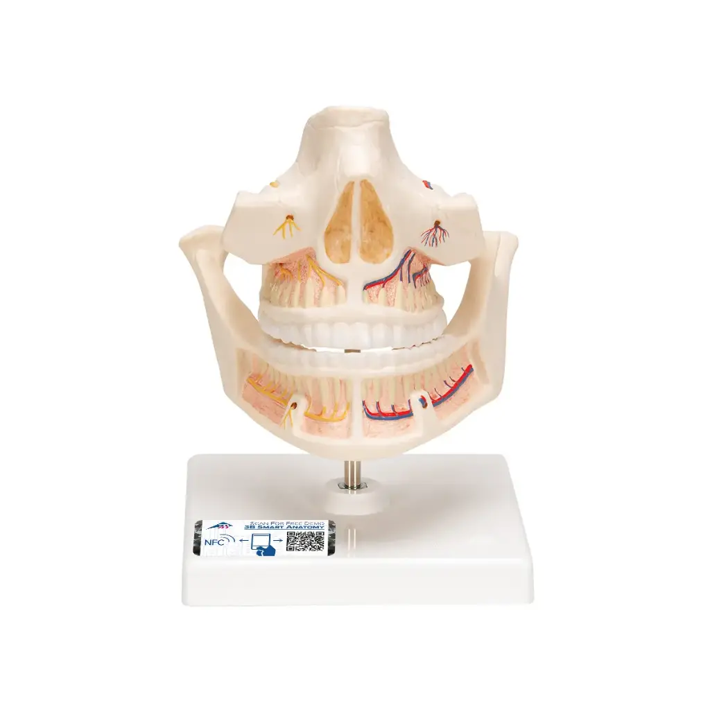 Modèle anatomique de dentition adulte 3B Scientific® avec représentation des nerfs et des racines.