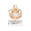 Modèle anatomique de dentition adulte 3B Scientific® avec représentation des nerfs et des racines.
