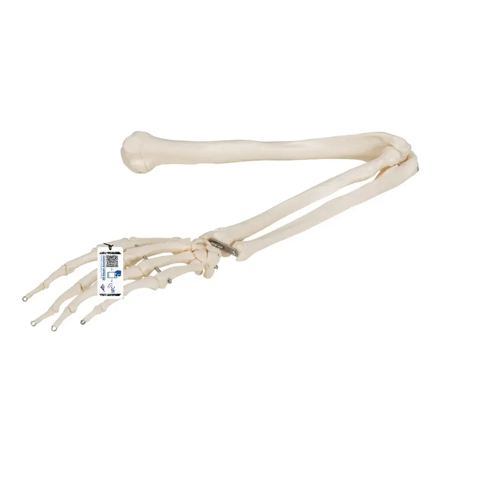 Modèle anatomique du squelette du bras 3B Scientific®