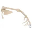 Squelette du membre supérieur avec scapula 3B Scientific®