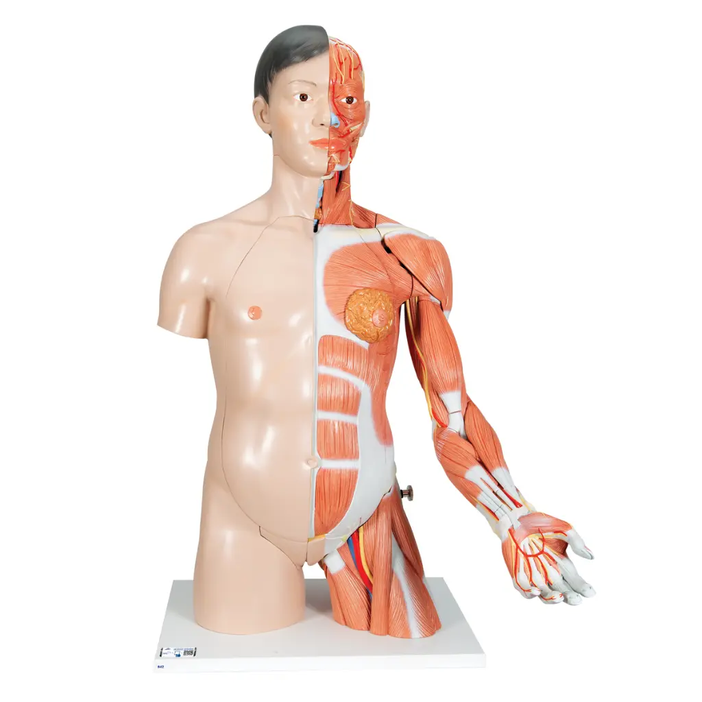 Torse de luxe asiatique avec musculature du bras en 33 parties 3B Scientific®