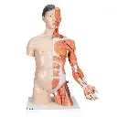Torse de luxe asiatique avec musculature du bras en 33 parties 3B Scientific®