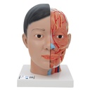 Tête asiatique de luxe avec cou 3B Scientific®