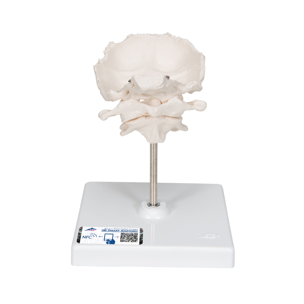 Atlas et axis avec occipital 3B Scientific®
