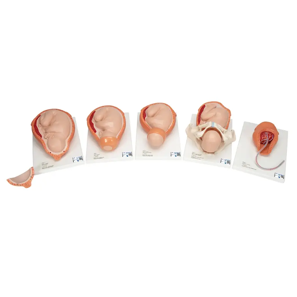 Accouchement en 5 stades 3B Scientific®