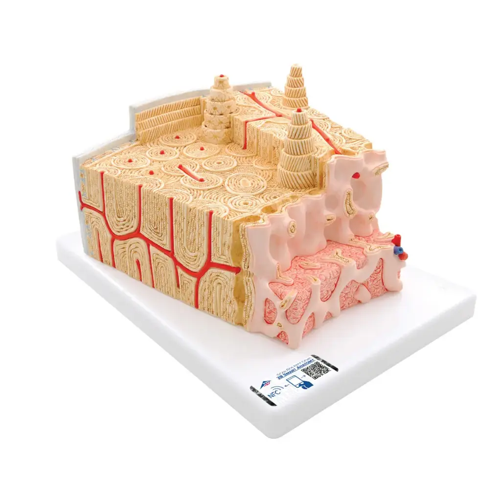 3B MICROanatomy Structure osseuse - agrandi 80 fois