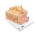 3B MICROanatomy Structure osseuse - agrandi 80 fois