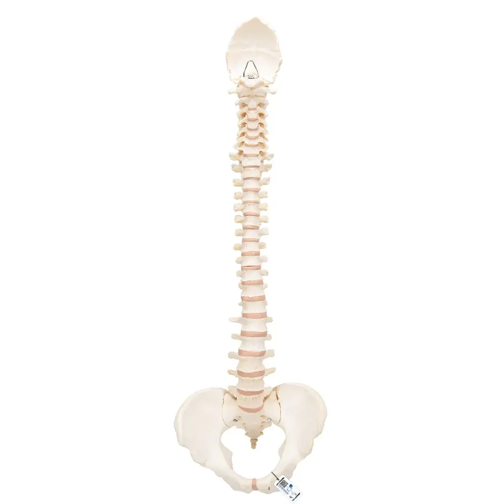 Modèle anatomique de la colonne vertébrale BONElike™