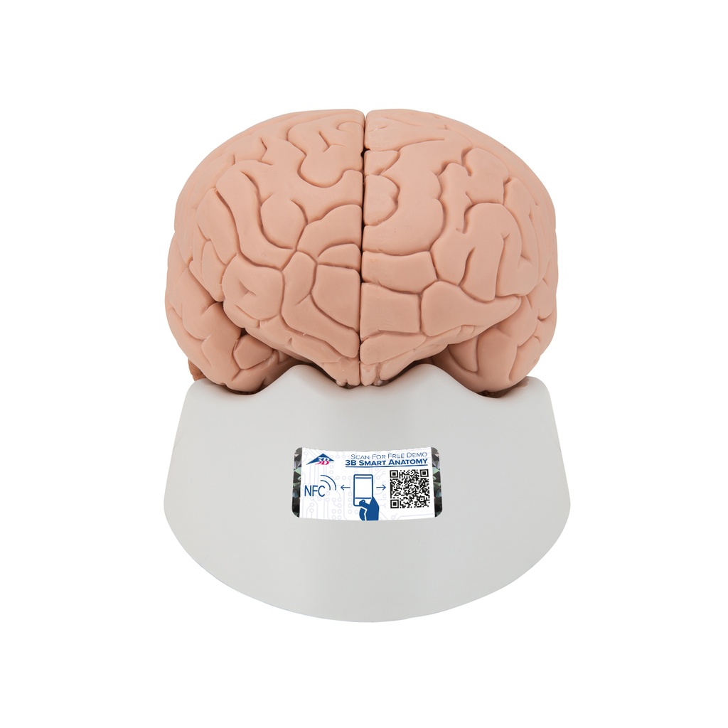 Modèle de cerveau en 4 parties 3B Scientific®