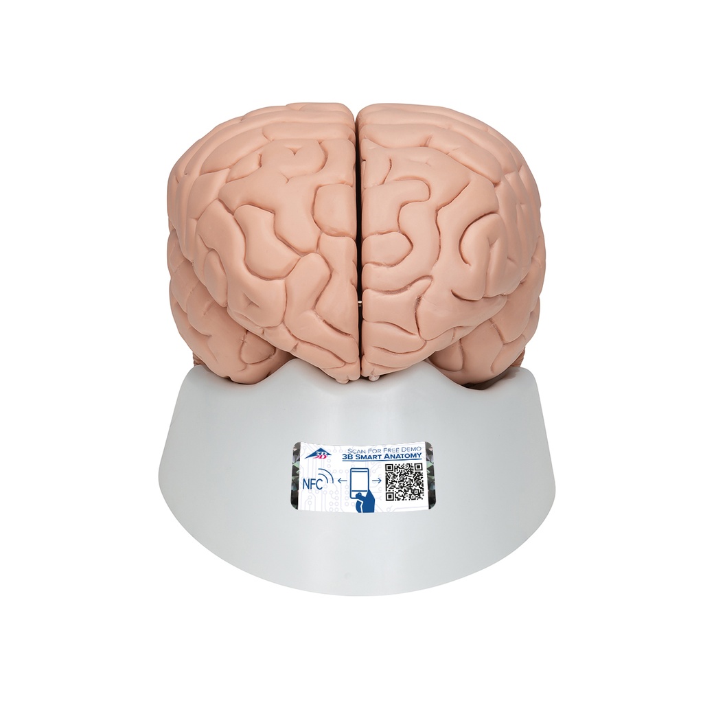 Modèle de cerveau en 8 parties 3B Scientific®