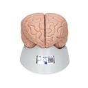 Modèle de cerveau en 8 parties 3B Scientific®